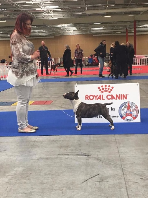 Solfarino - PARIS DOG SHOW - speciale Bull Terrier Miniature
