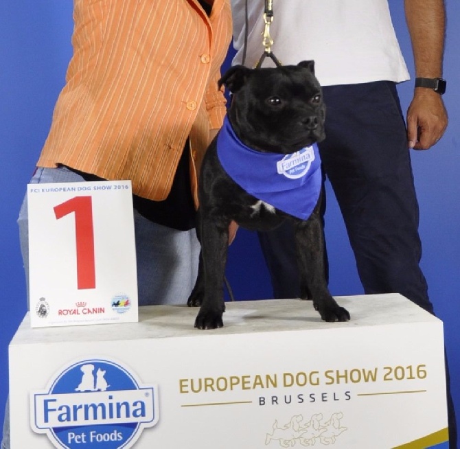 Solfarino - Europen Dog Show 2016 Brussels - 1Excellent - 