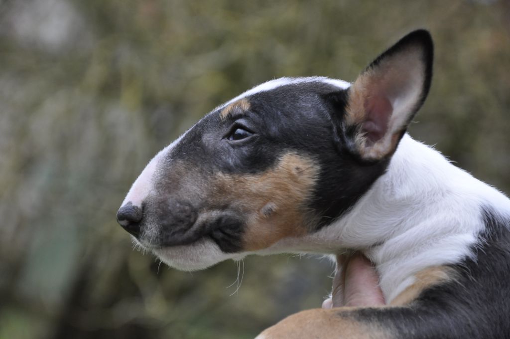 Solfarino - Chiot disponible  - Bull Terrier Miniature
