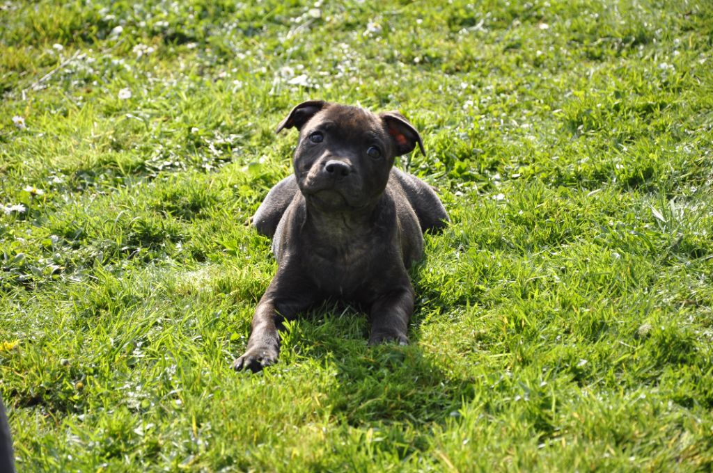Solfarino - Chiot disponible  - Staffordshire Bull Terrier