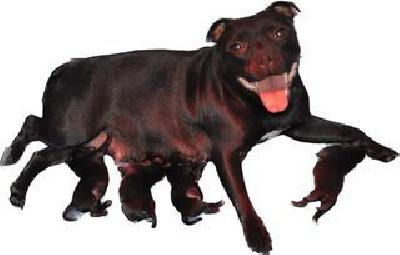 Solfarino - Staffordshire Bull Terrier - Portée née le 14/09/2023