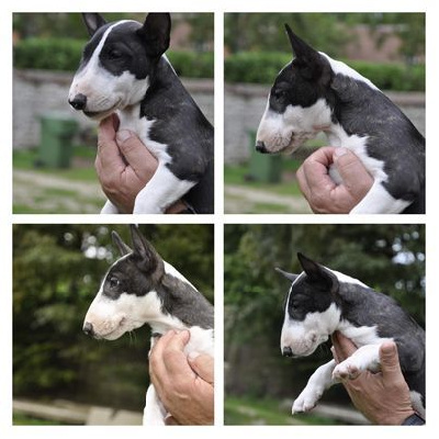 Solfarino - Bull Terrier Miniature - Portée née le 02/06/2023