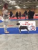  - PARIS DOG SHOW - speciale Bull Terrier Miniature