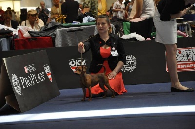 Solfarino - WORLD DOG SHOW-2012- Xanta-Kim z Klanu Lobuzow- class champion-1ex;CAC