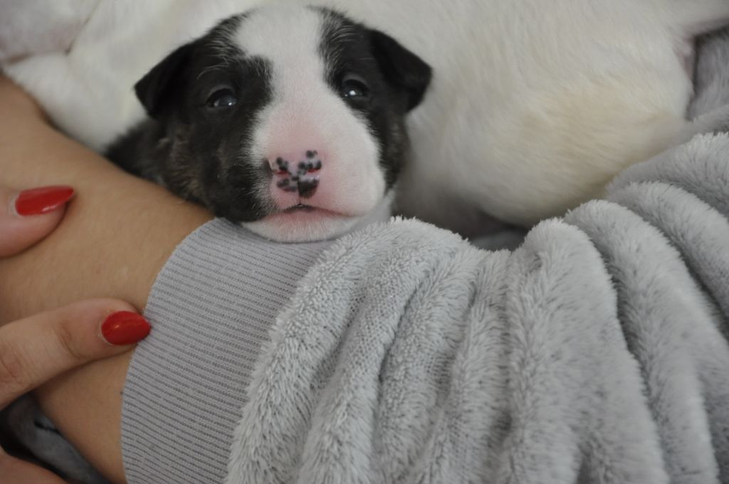 Solfarino - Chiot disponible  - Bull Terrier Miniature