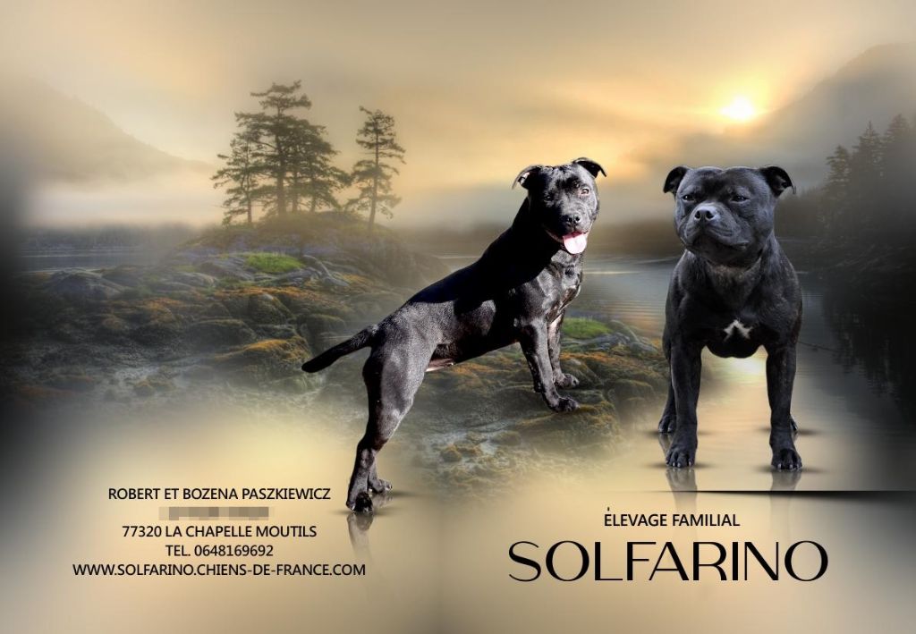 Solfarino - Staffordshire Bull Terrier - Portée née le 03/03/2020