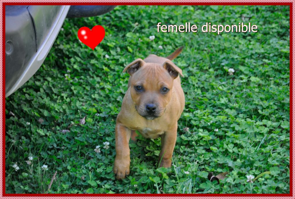 Solfarino - Chiot disponible  - Staffordshire Bull Terrier