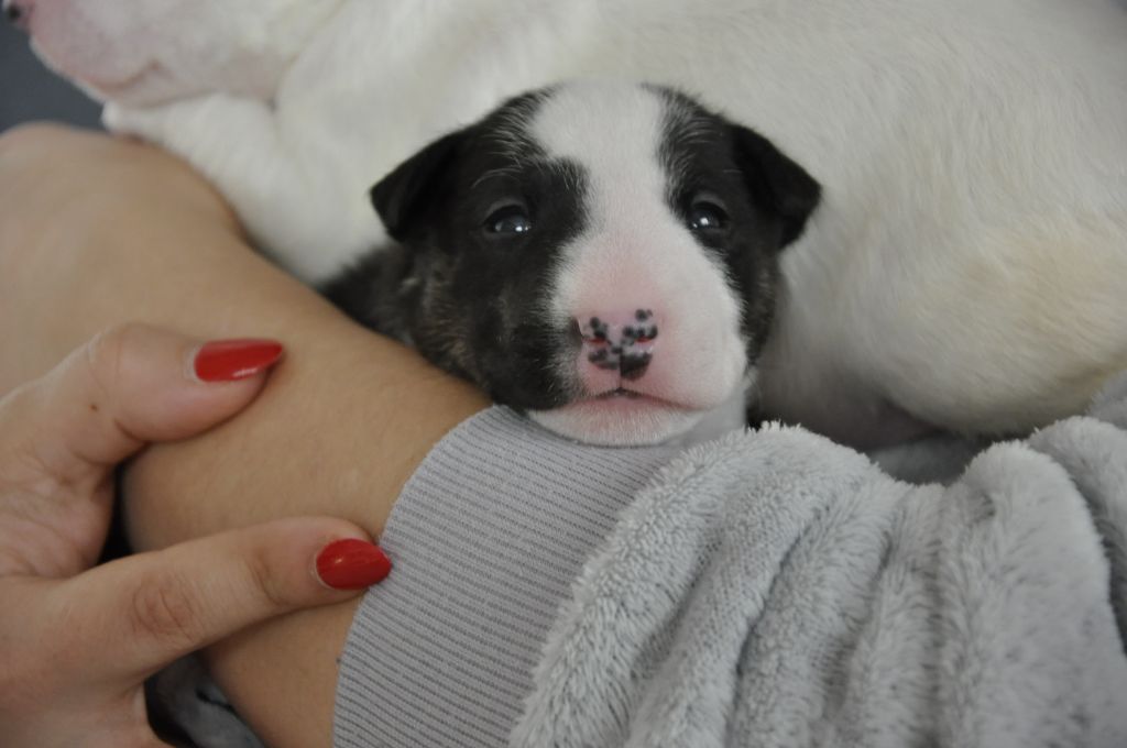 Solfarino - Chiot disponible  - Bull Terrier Miniature