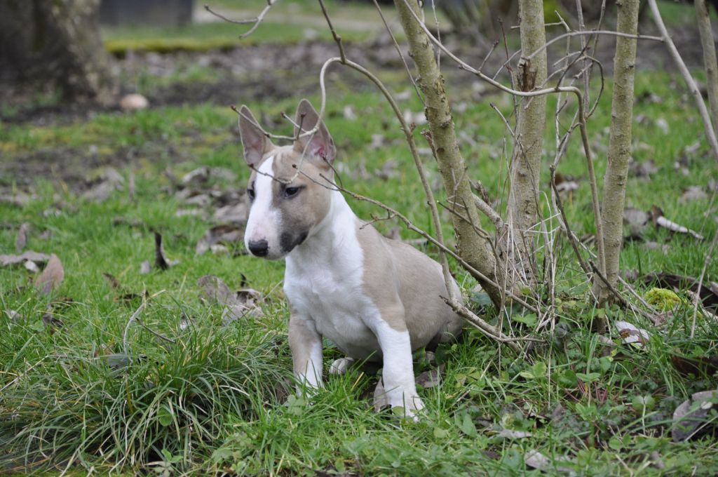 Solfarino - Chiot disponible  - Bull Terrier Miniature