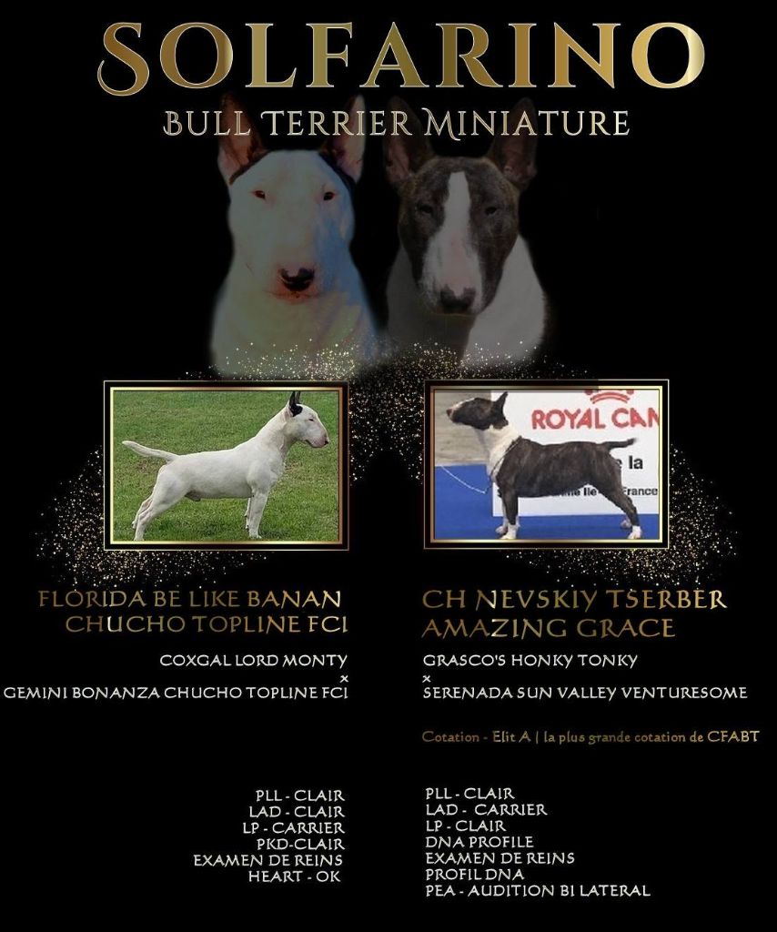 Solfarino - Bull Terrier Miniature - Portée née le 26/06/2021