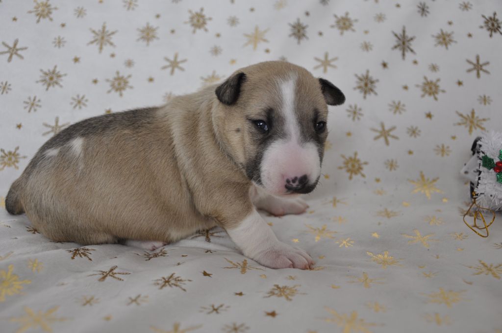 Solfarino - Chiot disponible  - Bull Terrier Miniature