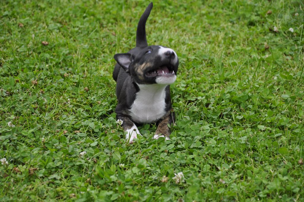 Solfarino - Chiot disponible  - Bull Terrier Miniature