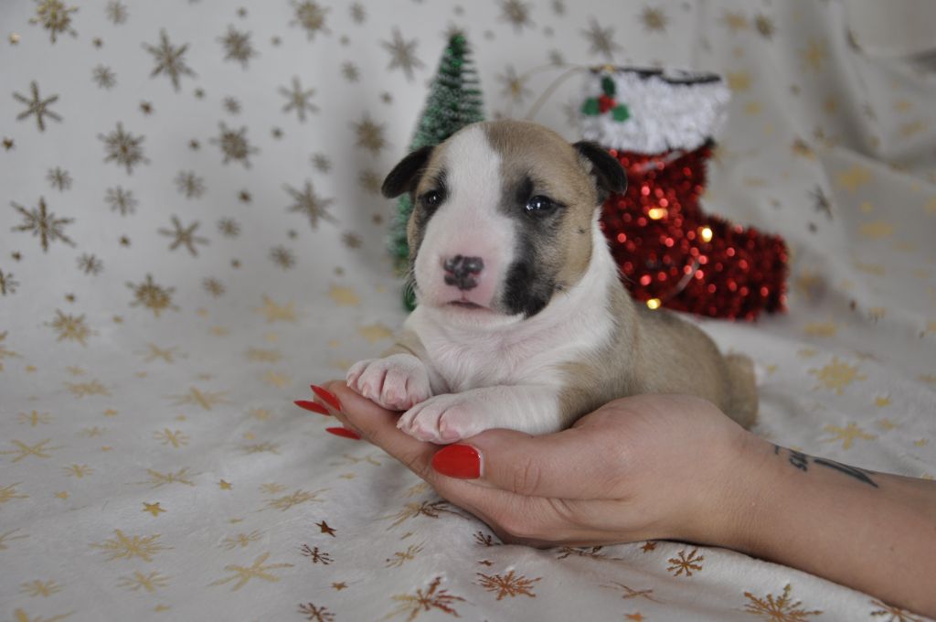 Solfarino - Chiot disponible  - Bull Terrier Miniature