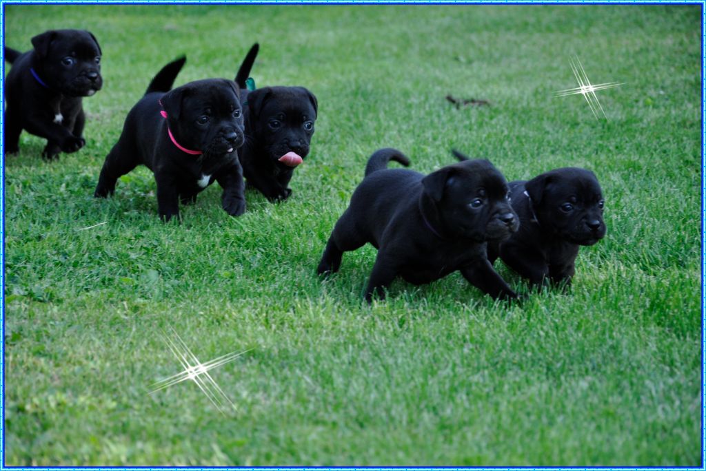 chiot Staffordshire Bull Terrier Solfarino