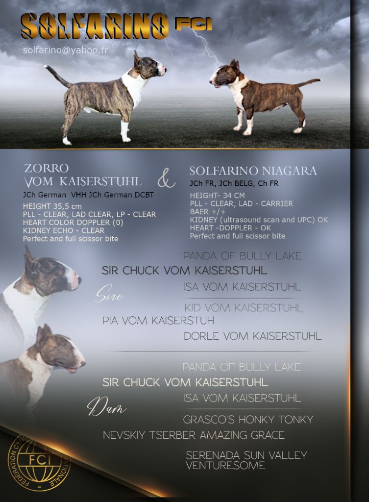Solfarino - Bull Terrier Miniature - Portée née le 26/07/2019