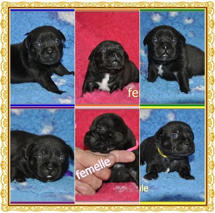 chiot Staffordshire Bull Terrier Solfarino