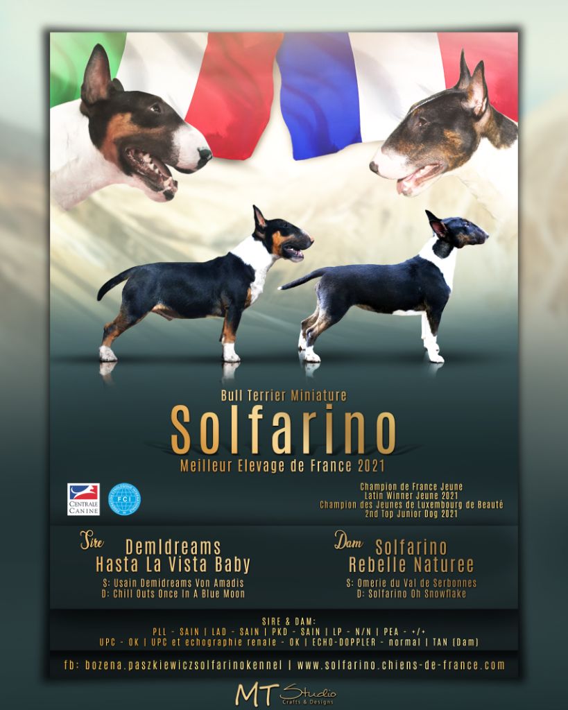 chiot Bull Terrier Miniature Solfarino