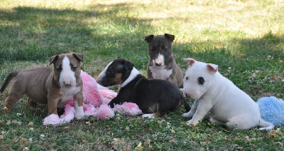 Solfarino - Bull Terrier Miniature - Portée née le 06/07/2022