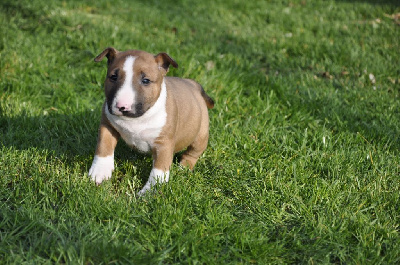 Solfarino - Bull Terrier Miniature - Portée née le 23/01/2024