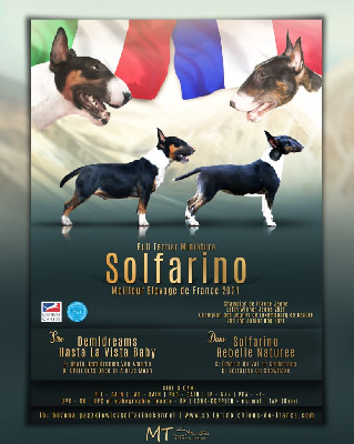 Solfarino - Bull Terrier Miniature - Portée née le 23/11/2023