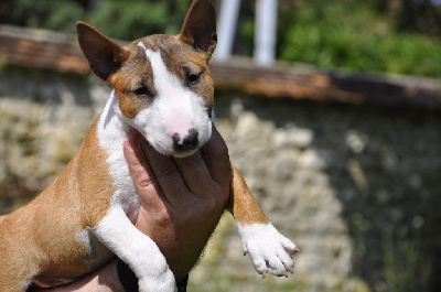 Solfarino - Bull Terrier Miniature - Portée née le 23/06/2024