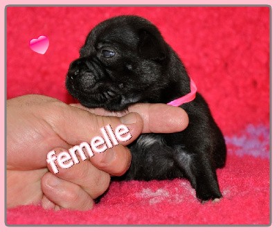 A - - - femelle  avec un collier rose