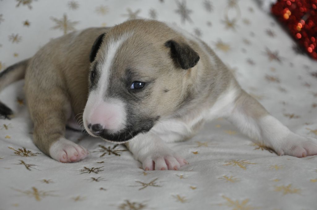 Solfarino - Chiot disponible  - Bull Terrier Miniature