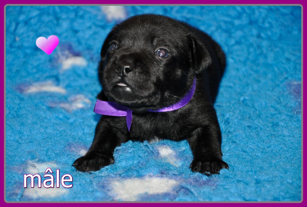 Solfarino - Chiot disponible  - Staffordshire Bull Terrier