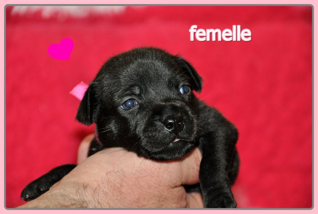 Solfarino - Chiot disponible  - Staffordshire Bull Terrier