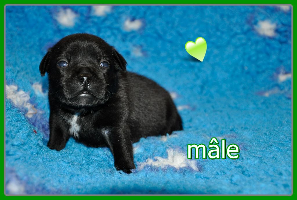 Solfarino - Chiot disponible  - Staffordshire Bull Terrier