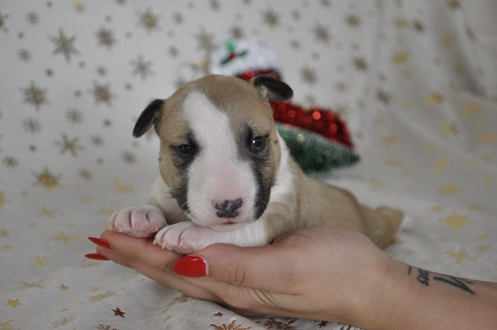 Solfarino - Chiot disponible  - Bull Terrier Miniature