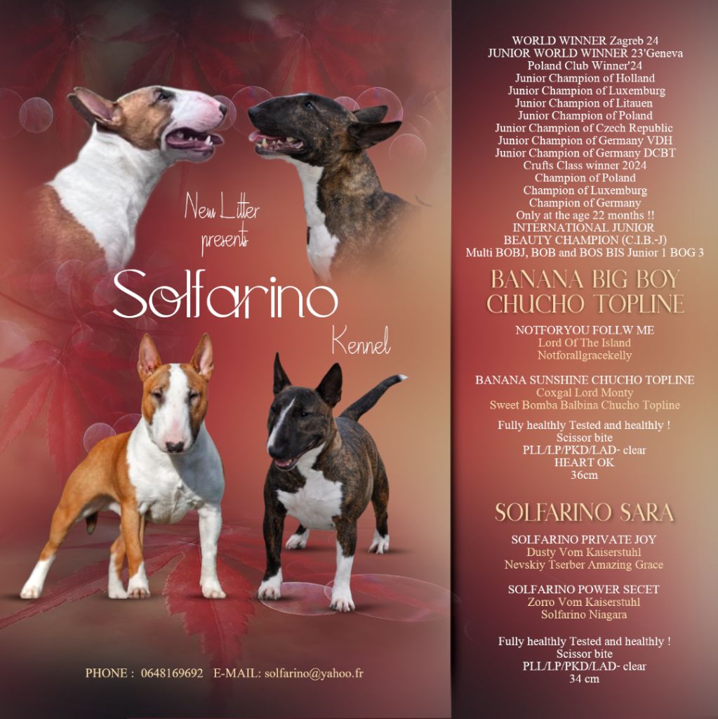 chiot Bull Terrier Miniature Solfarino