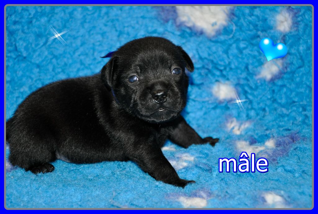 Solfarino - Chiot disponible  - Staffordshire Bull Terrier