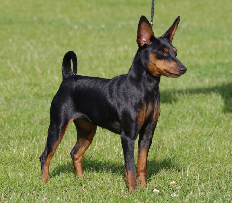 CH. Solfarino Good for me