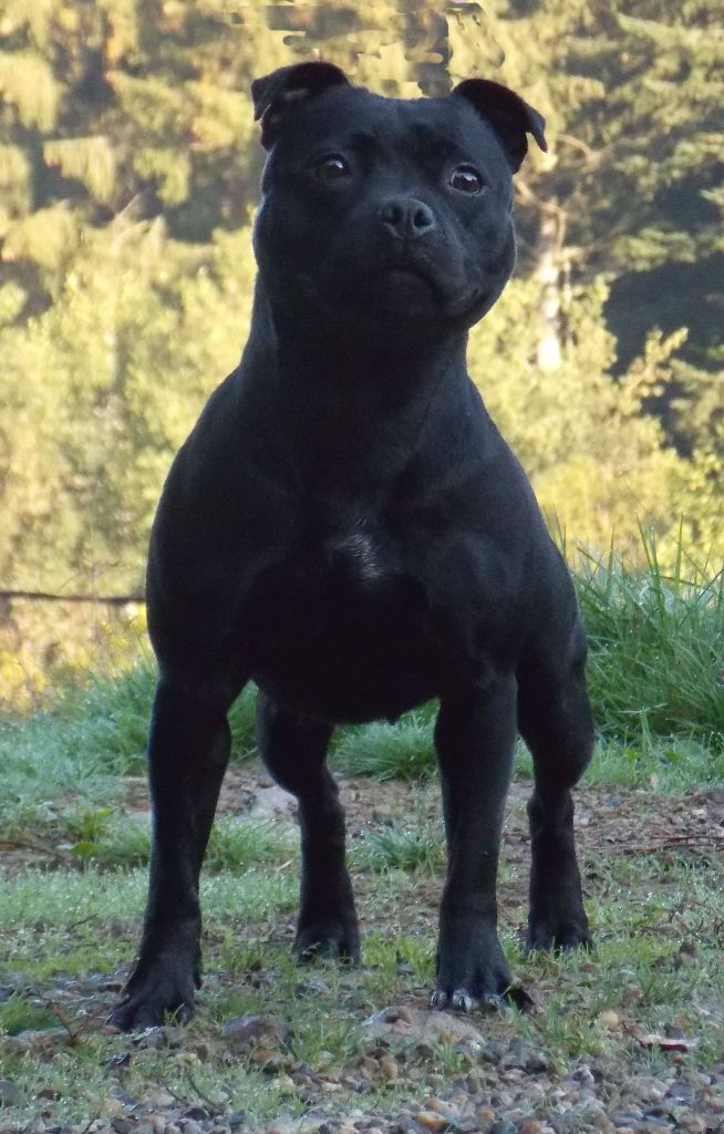 Solfarino La diabla