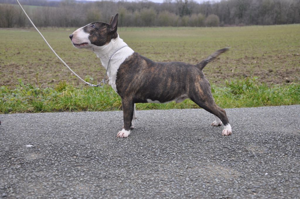 Solfarino Prince charming