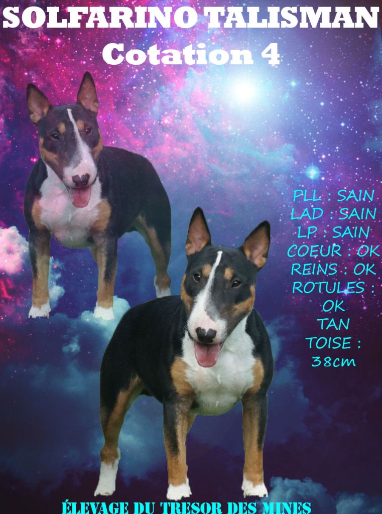 CH. Solfarino Talisman