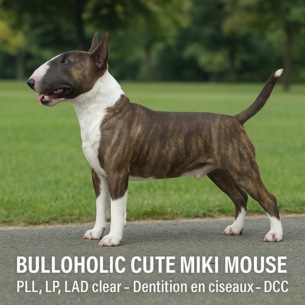 bulloholic Cute miki mouse