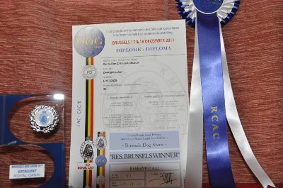 Solfarino - Xanta-Kim z Klanu Lobuzow - 1 Ex;ResCAC- Brussels Dog Show 17&18/12/11