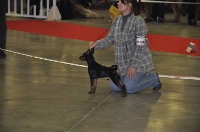 Solfarino - Limited Edition - BOB!!! - Paris Dog Show - 7/01/2012