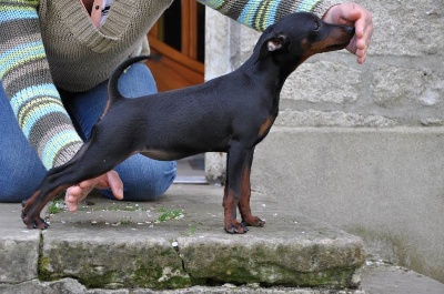 Solfarino -   JUNIOR CHAMPION of REPUBLIC of BULGARIA -Slavjanka Model