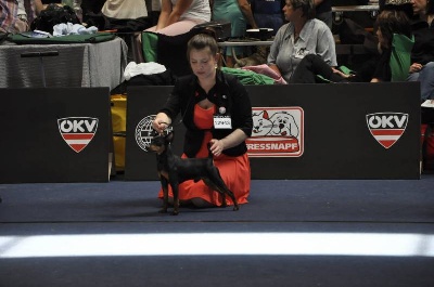 Solfarino - WORLD DOG SHOW 2012 -Semper Ante Liited Edition - 1ex;CAC