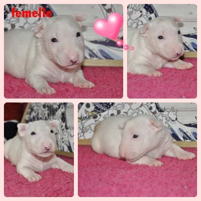 Solfarino - Chiots disponibles - Bull Terrier Miniature