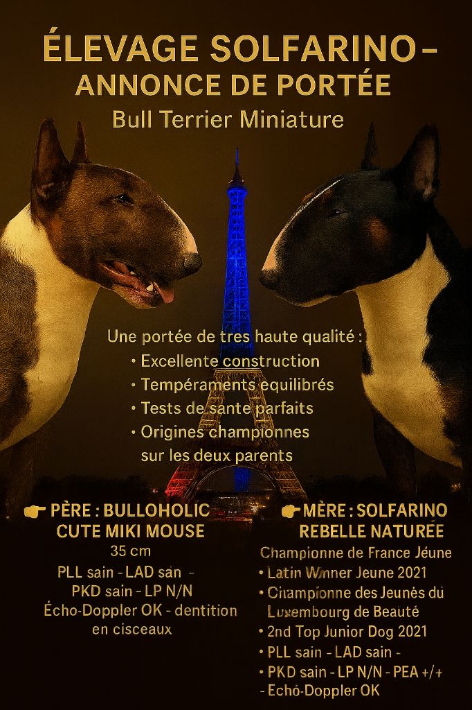 Solfarino - Bull Terrier Miniature - Portée née le 11/10/2025