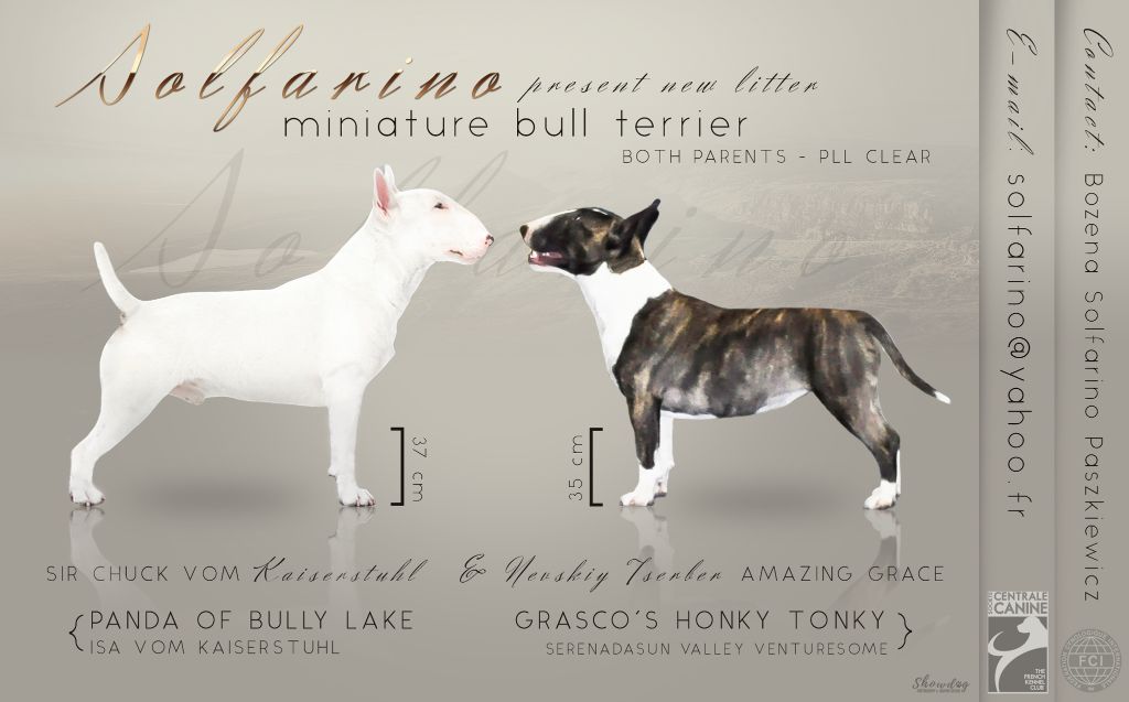 Chiot Bull Terrier Miniature Solfarino