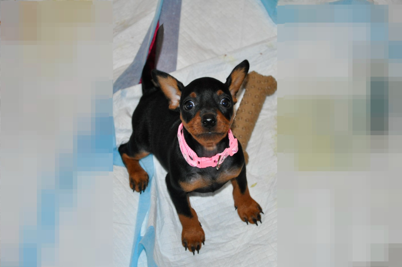 Solfarino - Pinscher nain - Portée née le 21/10/2025