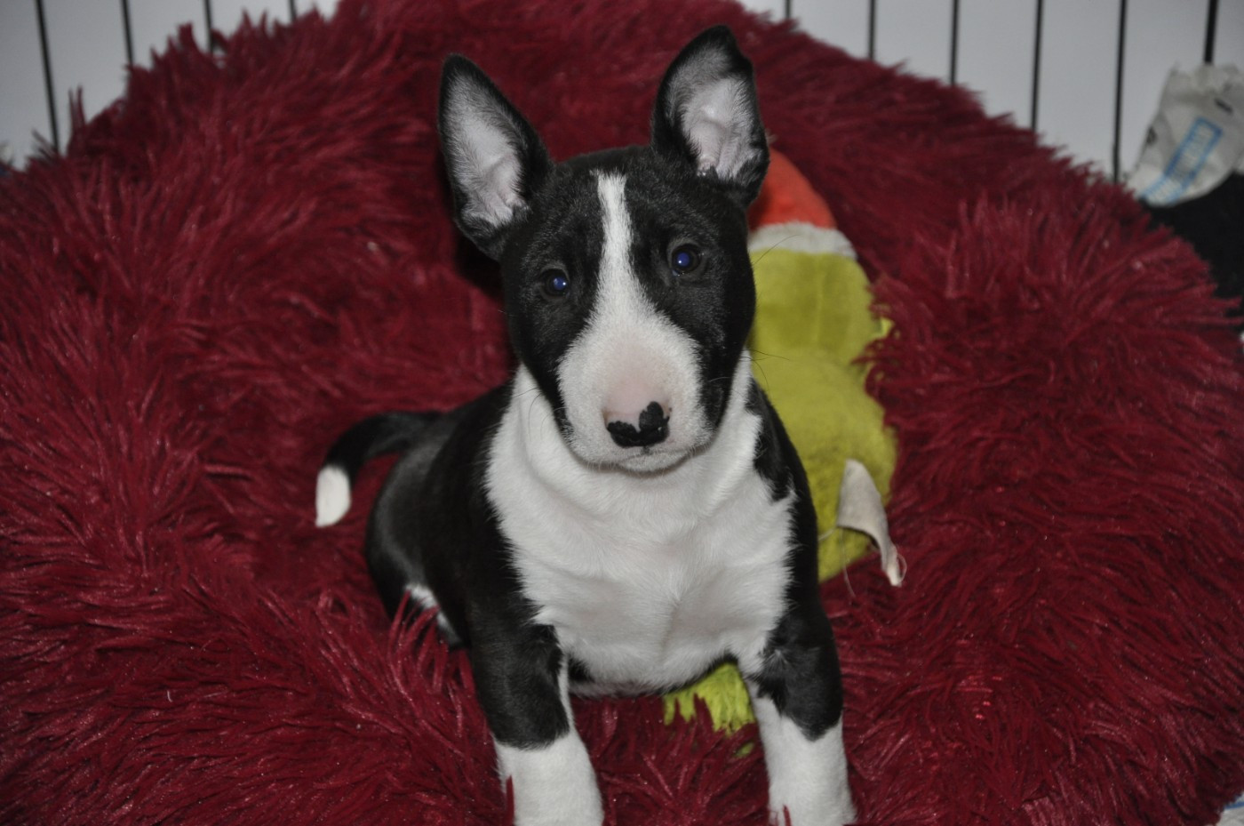 Solfarino - Chiots disponibles - Bull Terrier Miniature