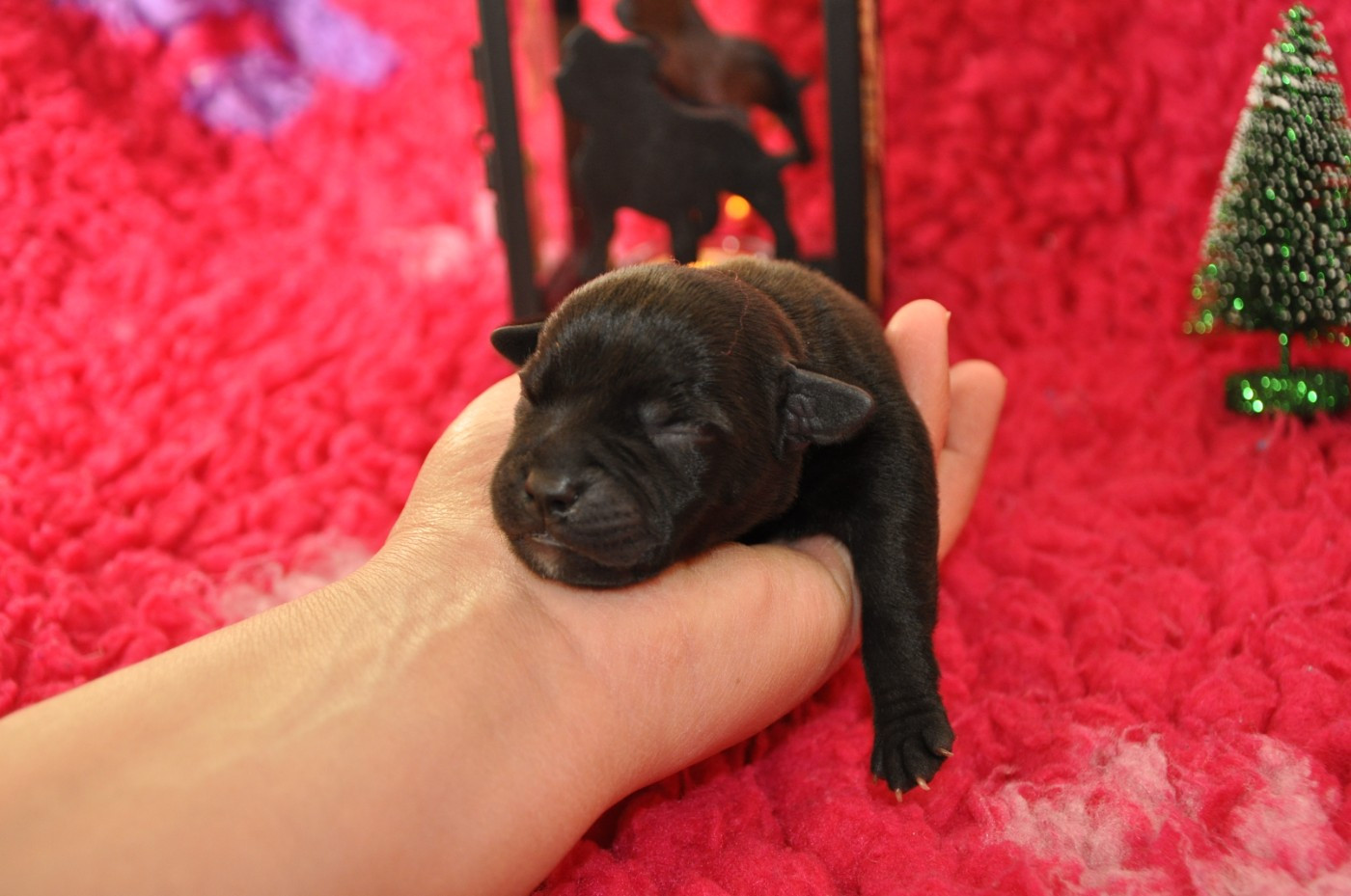 Solfarino - Chiots disponibles - Staffordshire Bull Terrier