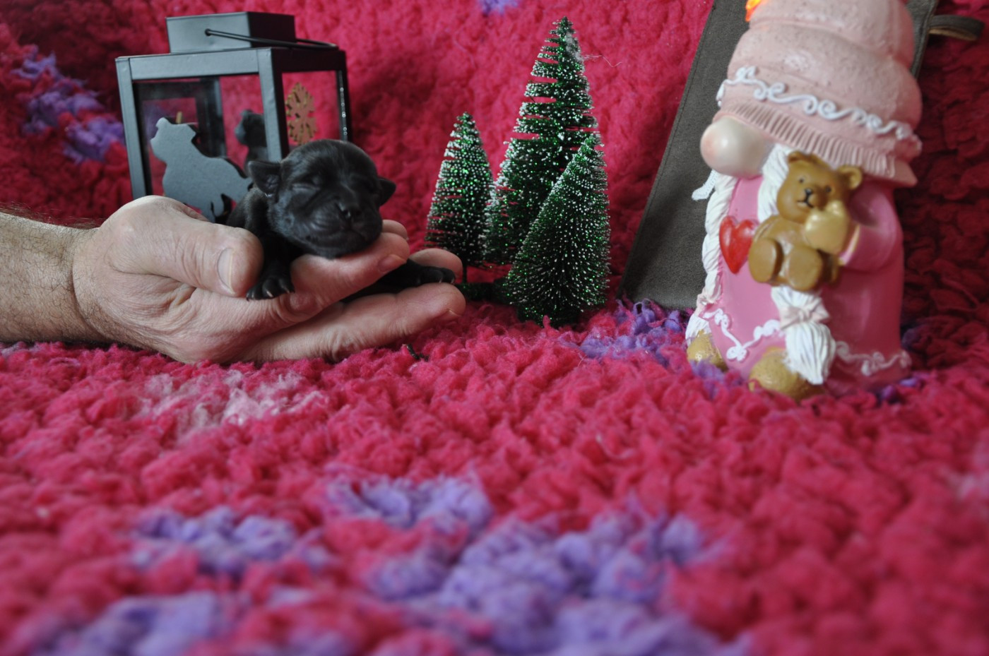 Solfarino - Chiots disponibles - Staffordshire Bull Terrier