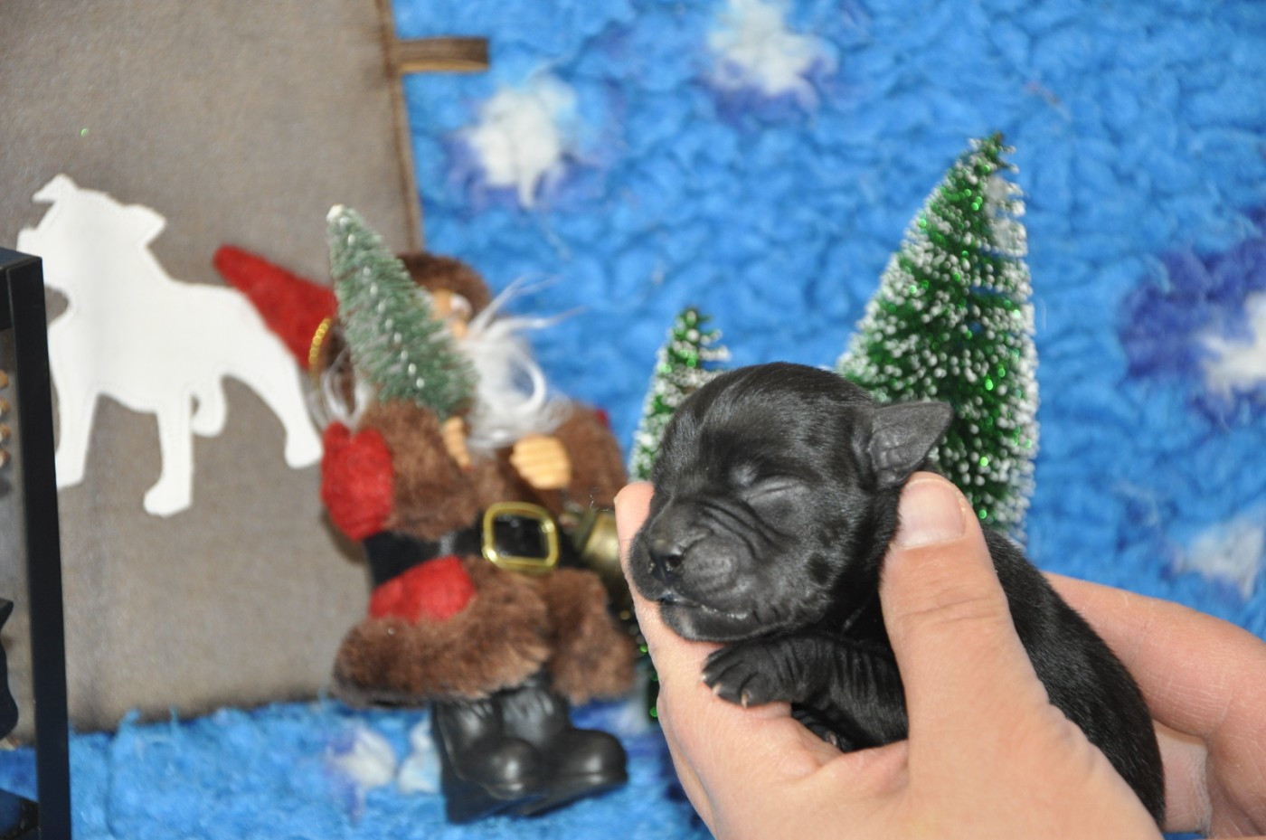 Solfarino - Chiots disponibles - Staffordshire Bull Terrier